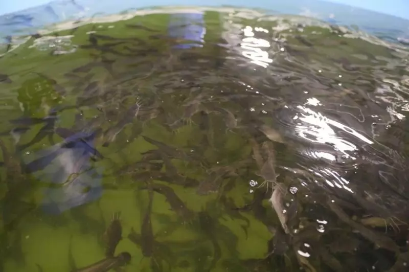 3 для статьи «Экология: Крупная рыбная ферма начала работу в Рыбинском районе Ярославской области»