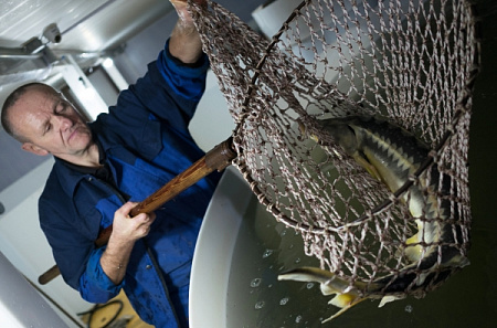 В Дубне начинают строительство крупнейшего в Подмосковье рыбоводного комплекса