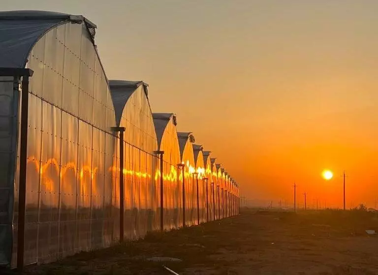 Изображение №1 для «Новые и модернизированные предприятия агропрома: В Дагестана введён в эксплуатацию тепличный комплекс»