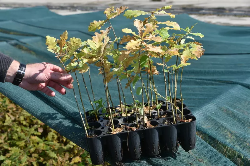 Фото #12 для новости «Как в Воронежской области на 100 процентов восстановили потери леса от пожаров 2010 года»