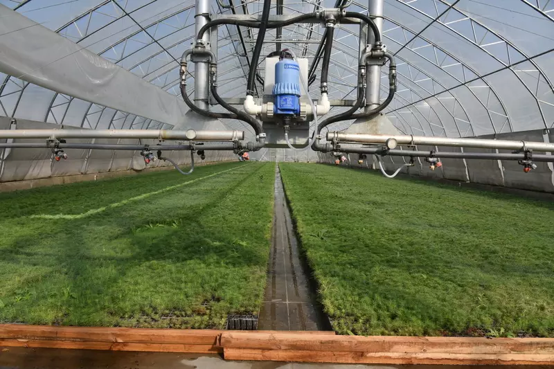 Картинка 7 для «Воронежская область: Как в Воронежской области на 100 процентов восстановили потери леса от пожаров 2010 года»