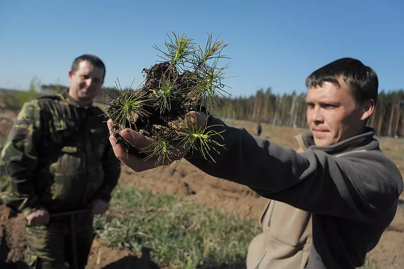 Изображение 2 для новости «Рыбоводство: Как в Воронежской области на 100 процентов восстановили потери леса от пожаров 2010 года»