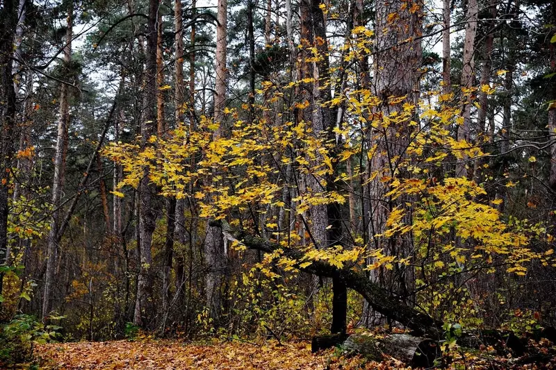 Картинка #11 для «Как в Воронежской области на 100 процентов восстановили потери леса от пожаров 2010 года»