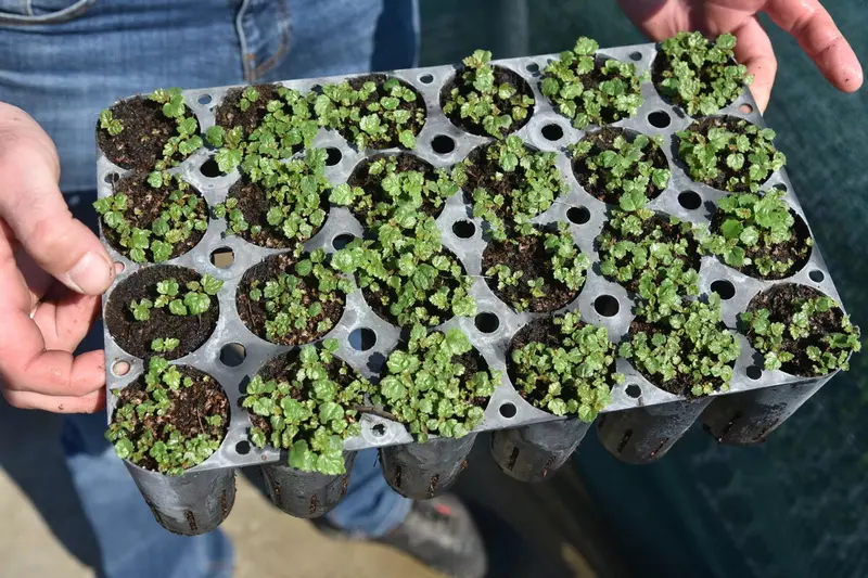 Изображение №6 для новости «благоустройство: Как в Воронежской области на 100 процентов восстановили потери леса от пожаров 2010 года»