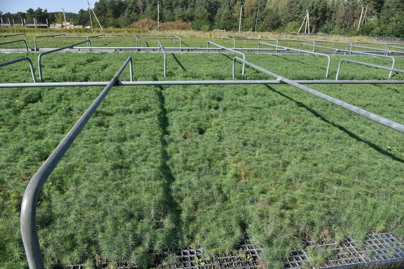 Изображение 9 для поста «Как в Воронежской области на 100 процентов восстановили потери леса от пожаров 2010 года»