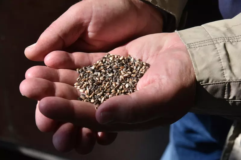 Картинка #3 для «Экология: Как в Воронежской области на 100 процентов восстановили потери леса от пожаров 2010 года»