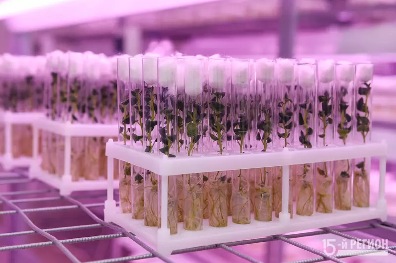 Изображение 11 для «Новые предприятия АПК и пищевой промышленности в январе 2023 года»