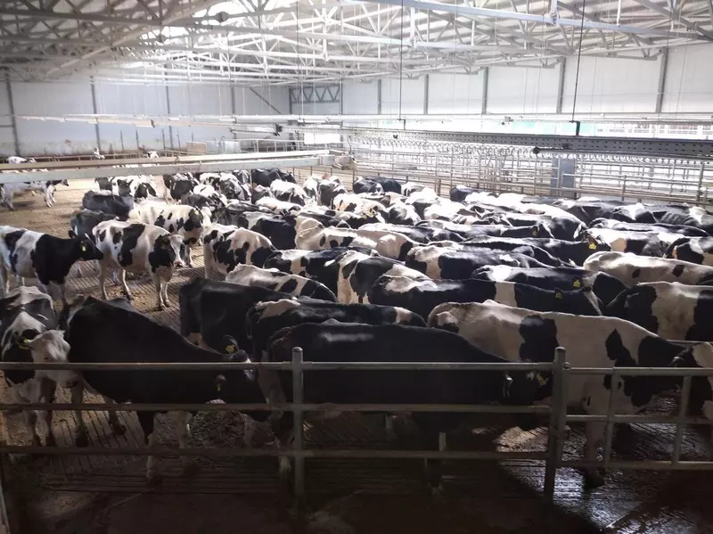 Изображение #3 для «Рязанская область: В Рязанской области открыта вторая очередь крупного молочного комплекса»