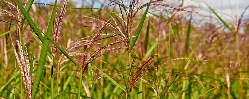 В России начали внедрять новую сельскохозяйственную культуру мискантус