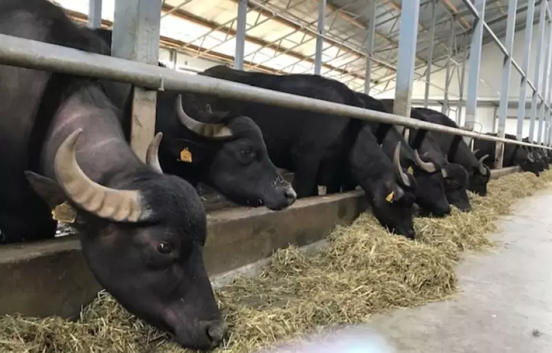 Иллюстрация №1 для публикации «Новые и модернизированные предприятия агропрома: В Дагестане открыли первую буйволиную ферму»