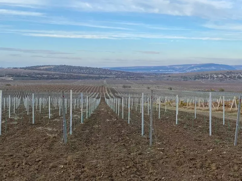 Площадь новых виноградников в Крыму продолжает увеличиваться