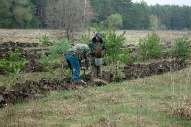За год в Белгородской области посадили 7 тысяч гектаров защитного леса