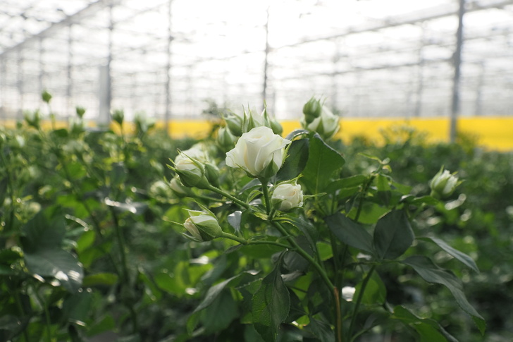 В Мордовии открылся новый тепличный комплекс по выращиванию цветов
