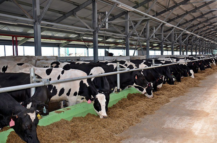 новая молочная ферма «ЭкоПродукт».