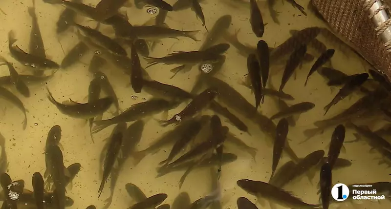 Картинка #2 для «Челябинск: Более 250 тысяч мальков сазана выпустили в челябинские Шершни»