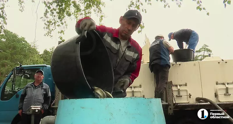 Более 250 тысяч мальков сазана выпустили в челябинские Шершни