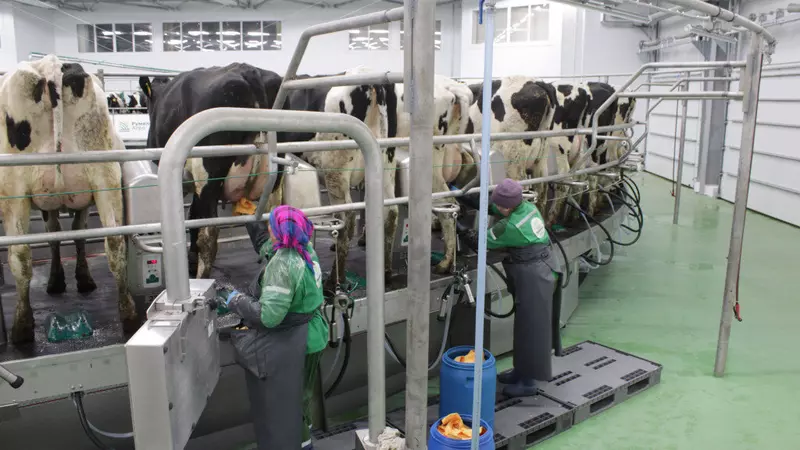 3 для статьи «Алтайский край: На молочном комплексе Яново в Алтайском крае заработала установка Карусель»