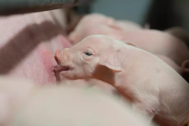 Изображение #2 для поста «свиноводство: Агропромкомплектация открыла свою первую станцию осеменения животных в Рязанской области»