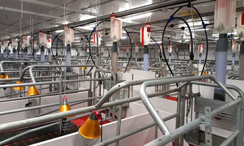 Иллюстрация 2 для новости «свинокомплексы: Мираторг ввёл в эксплуатацию свинокомплекс в Брянской области»