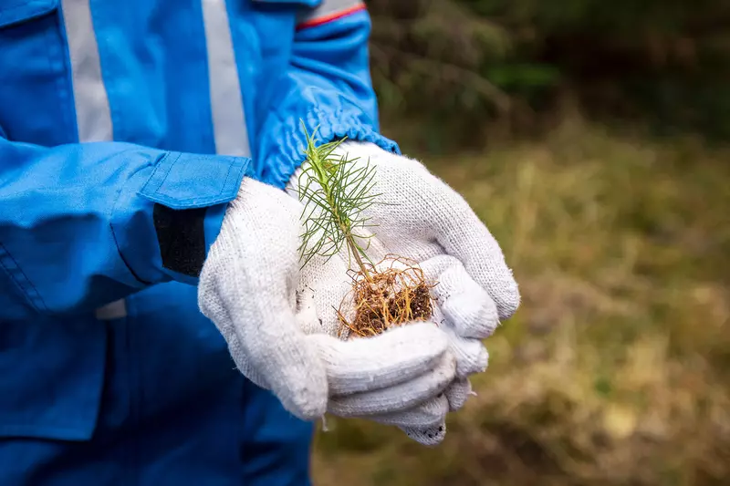 Картинка #2 для публикации «Рыбоводство: Газпром нефть высадила два миллиона хвойных деревьев в Восточной и Западной Сибири»
