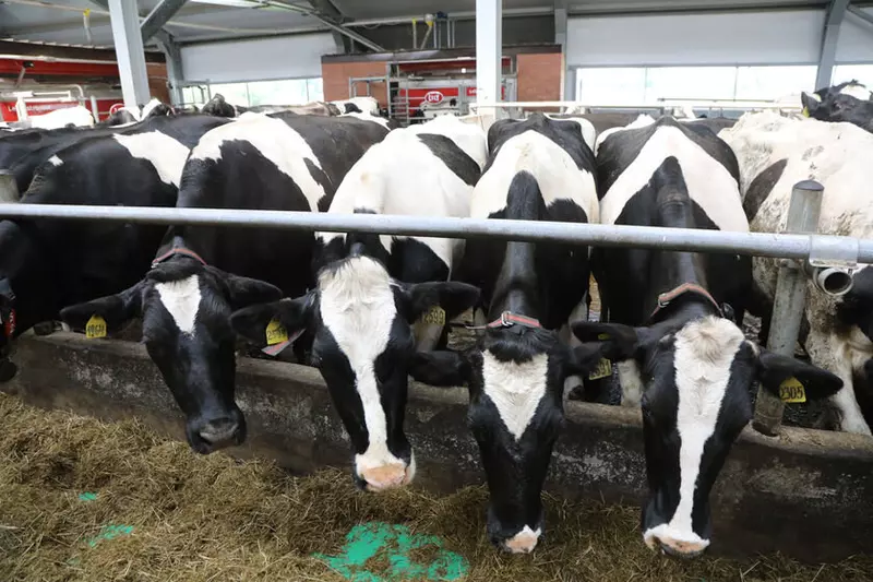 Изображение №3 для поста «Вологодская область: В Тотемском округе Вологодской области открылась роботизированная молочная ферма»