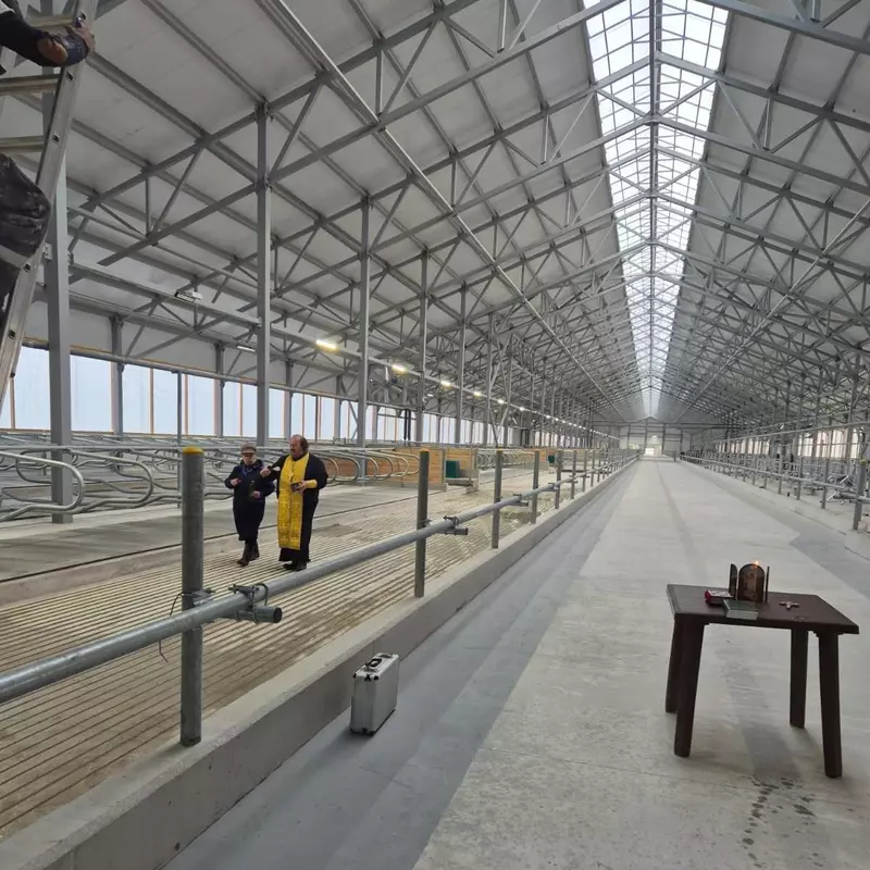 Картинка 2 для «Рязанская область: На племзаводе Дмитриево в Рязанской области запущен новый блок молочной фермы»