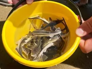 2 для статьи «Рыбоводство: Предприятия Роснефти в июле выпустили в российские реки свыше 8 млн мальков»