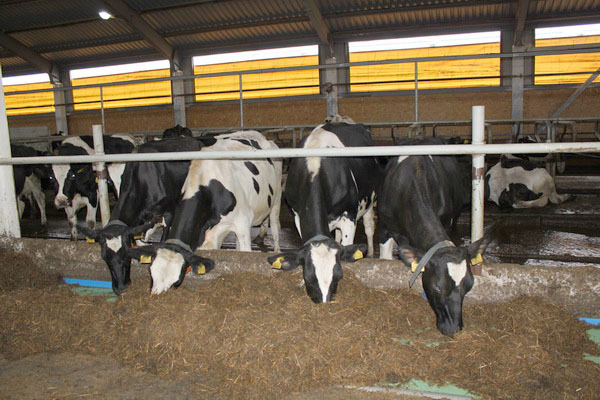 каждая корова даёт до 8000 кг молока в год, в то время как средняя цифра по региону около 4000-5000 кг