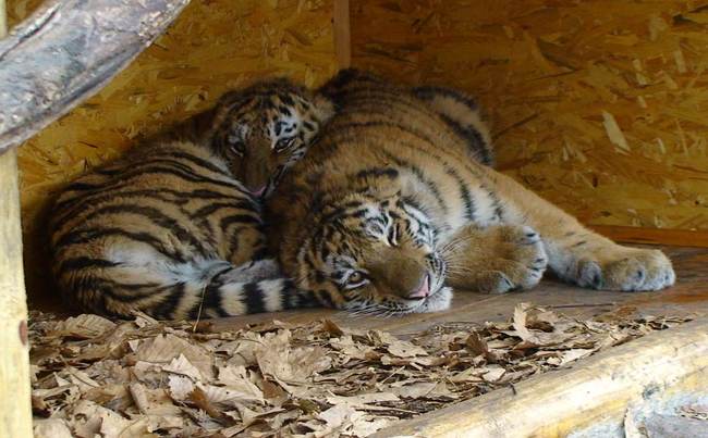 Амурские тигры. Фото с сайта Приморского сафари-парка
