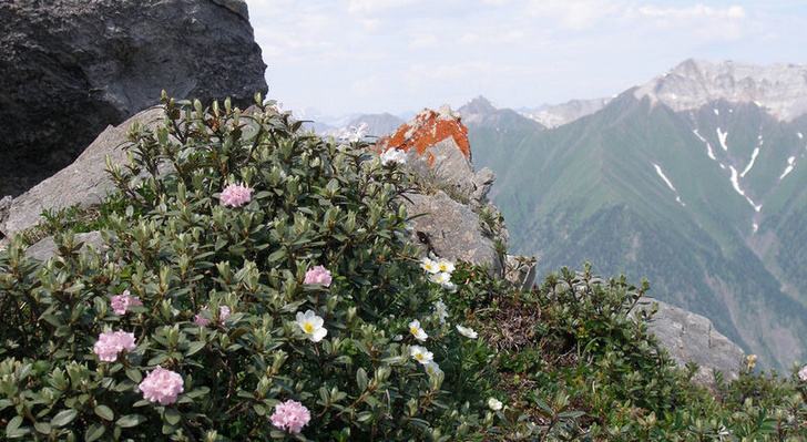 Саган Дайля цветёт в горах