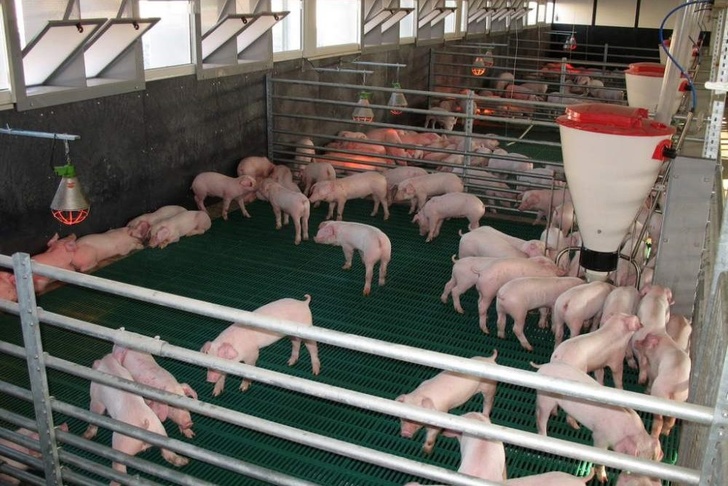 «Русагро» завозит животных на новые свинокомплексы в Тамбовской области