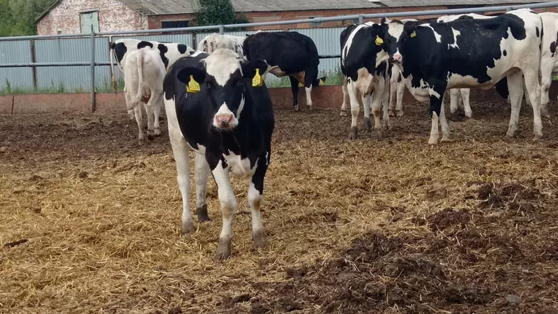 Изображение #1 для публикации «Новые и модернизированные предприятия агропрома: Новая партия племенных нетелей поступила в отделение молочного комплекса Октябрь ООО Молко»