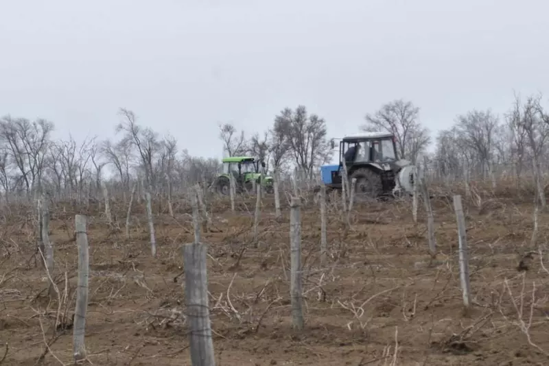 На Дону заложено 104 гектара новых виноградников