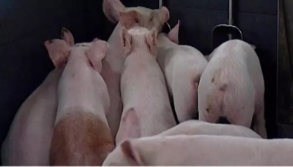 Новый свинокомплекс открылся в Рязанской области