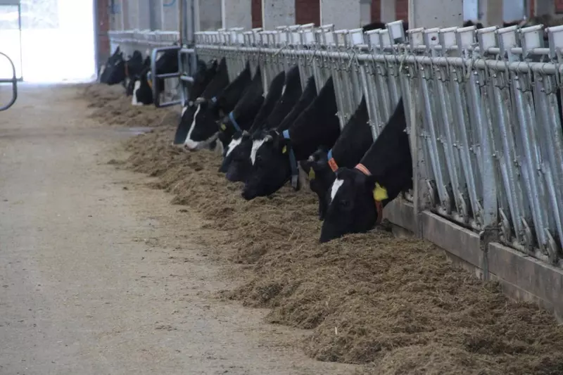 Иллюстрация #1 для новости «Новые и модернизированные предприятия агропрома: Новая животноводческая ферма Часовное на 650 голов с доильным залом открылась в Вологодской области»