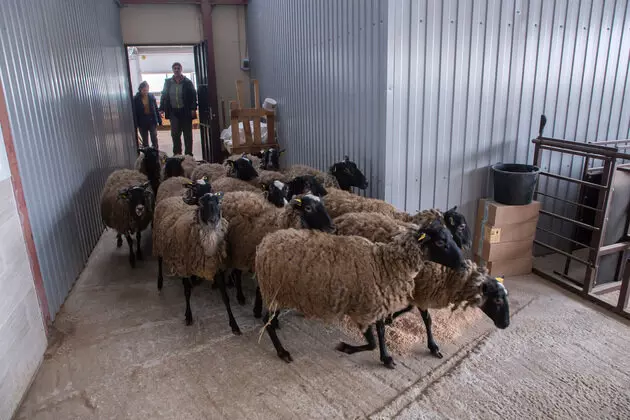 Картинка 10 для новости «Во Владимирской области на новой ферме разводят овец молочной породы»