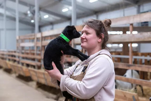 Картинка 9 для поста «Во Владимирской области на новой ферме разводят овец молочной породы»