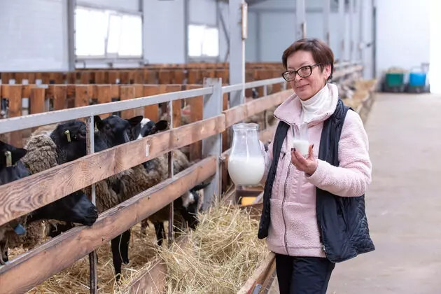 Картинка 1 для поста «Новые и модернизированные предприятия агропрома: Во Владимирской области на новой ферме разводят овец молочной породы»