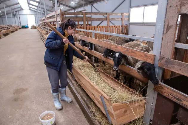 7 для новости «Во Владимирской области на новой ферме разводят овец молочной породы»