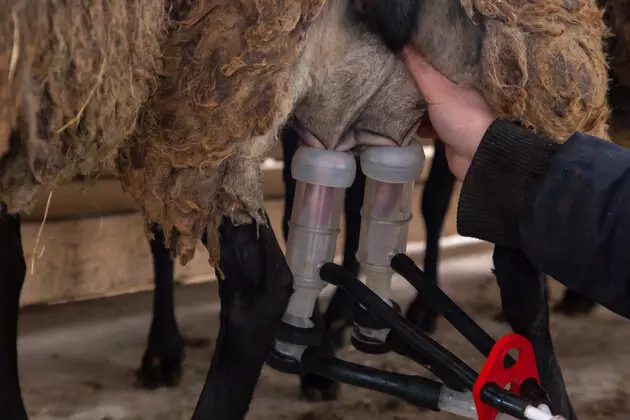 Картинка №6 для поста «Во Владимирской области на новой ферме разводят овец молочной породы»