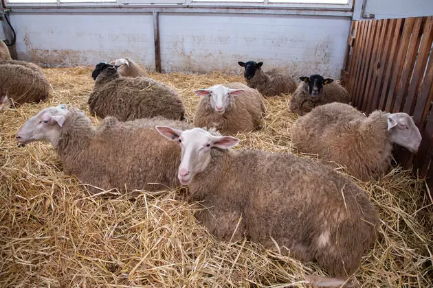 Изображение №8 для поста «Во Владимирской области на новой ферме разводят овец молочной породы»