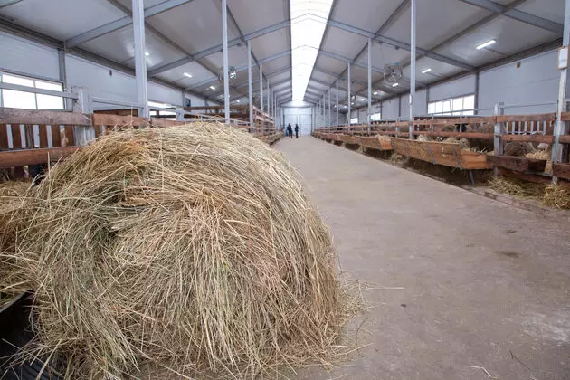 Иллюстрация #5 для «сельское хозяйство: Во Владимирской области на новой ферме разводят овец молочной породы»