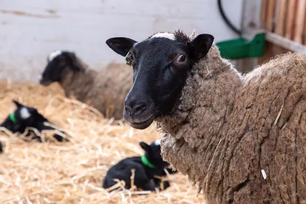 Картинка №11 для публикации «Во Владимирской области на новой ферме разводят овец молочной породы»