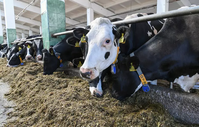 Изображение #2 для «производство молока: ЗАО Калининское запустило под Тверью новую высокотехнологичную ферму»
