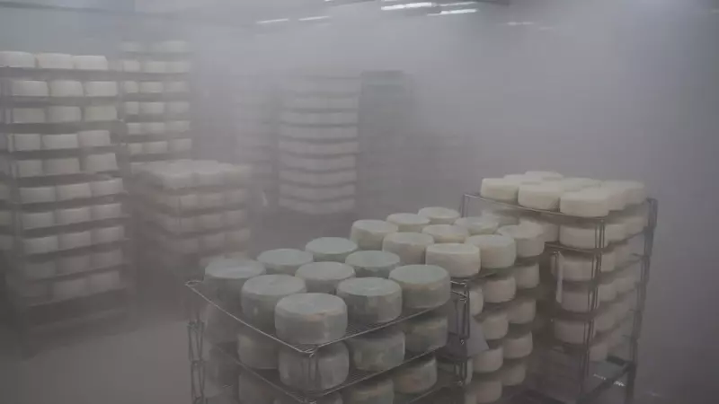 В Нижегородской области открыт цех по производству сыров мощностью 600 тонн в год