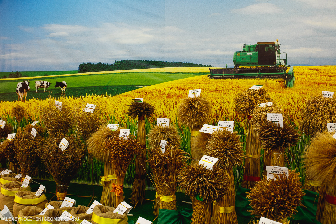 Производство злаковых. Плантации пшеницы Чехии. Сельское хозяйство. Сельское хозяйство Растениеводство. Сельскохозяйственные культуры.
