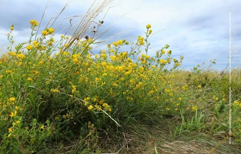 Новый сорт травы позволяет фермерам экономить на кормах