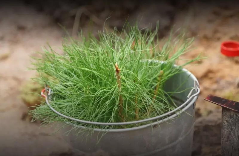 Всероссийская акция более 70 миллионов деревьев высажено в стране