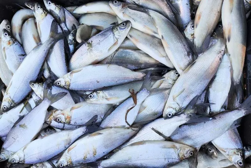 В Тюмени выведена новая порода рыб гибрид пеляди и нельмы