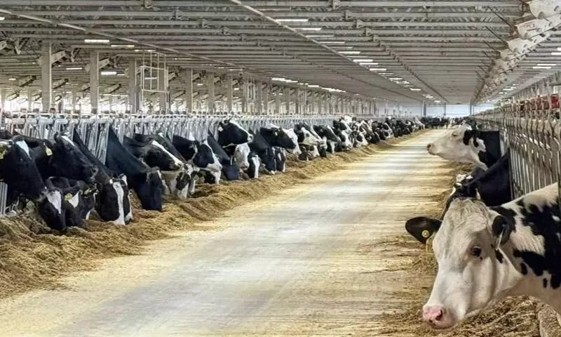 Картинка №3 для статьи «В Ярославской области стартовало строительство молочно товарного комплекса на 4 тысячи голов КРС»